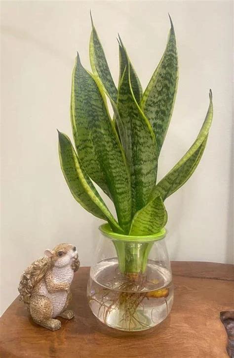 snake plant water level